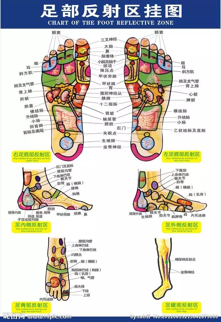 咽喉,脾,气管,扁桃体,上身淋巴,下身淋巴,胸部淋巴,胸部,颈以上反射区